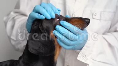 兽医检查一只狗的眼睛。 狗的白内障眼睛。 <strong>宠物</strong>概念的<strong>医疗</strong>和保健